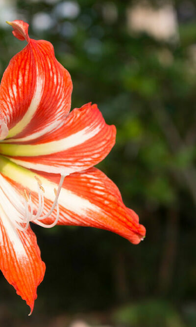7 common plants that are dangerous for cats