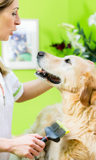 4 tips to manage flea and tick infestation in dogs