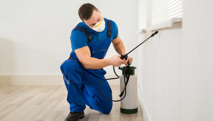 7 common home pest control mistakes to avoid
